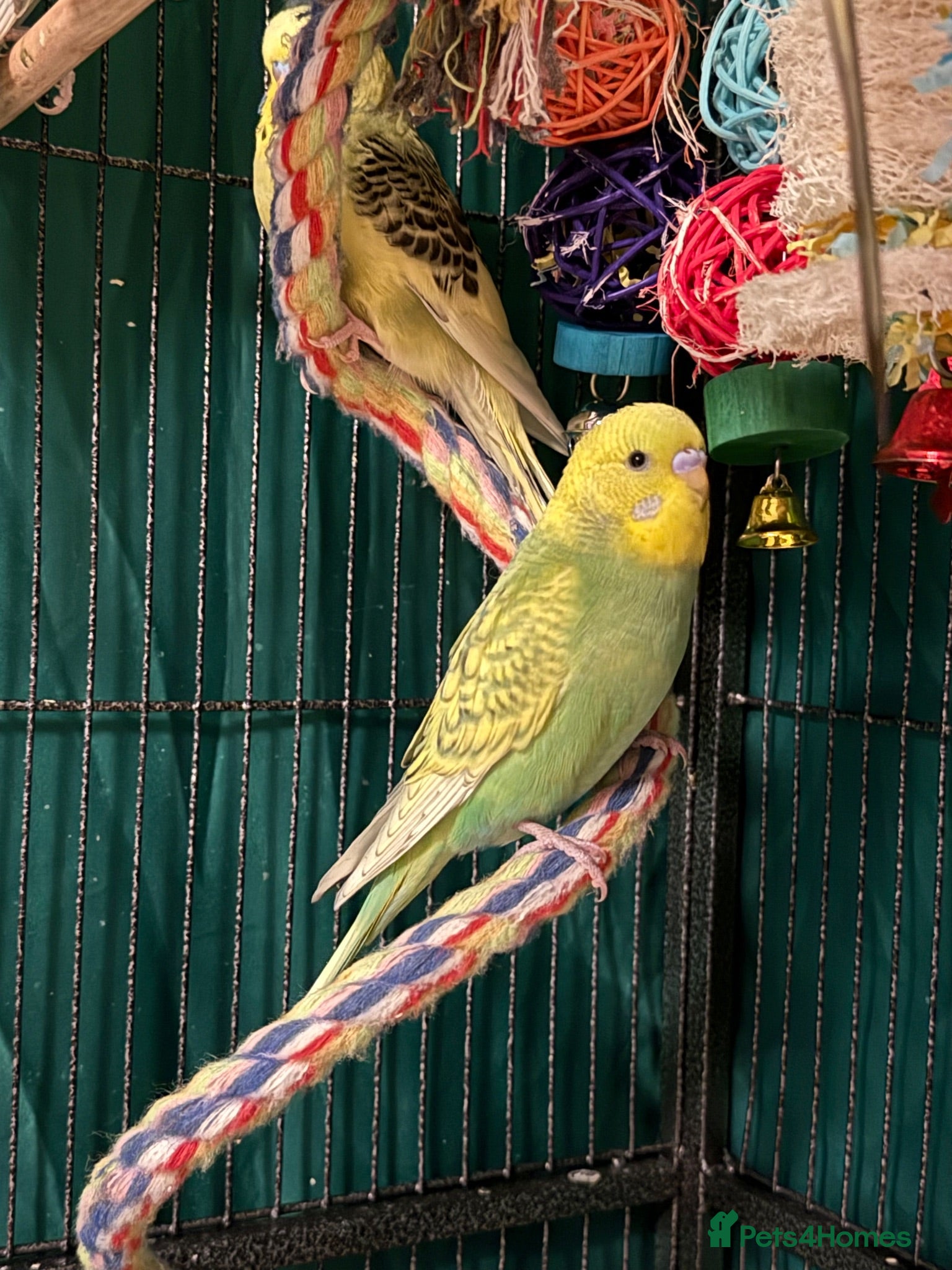 Budgerigars birds young  budgies available males & female young  - Advert 2