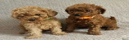Cavapoo dogs for sale: F1b Cavapoo Puppies!!  - Advert 5