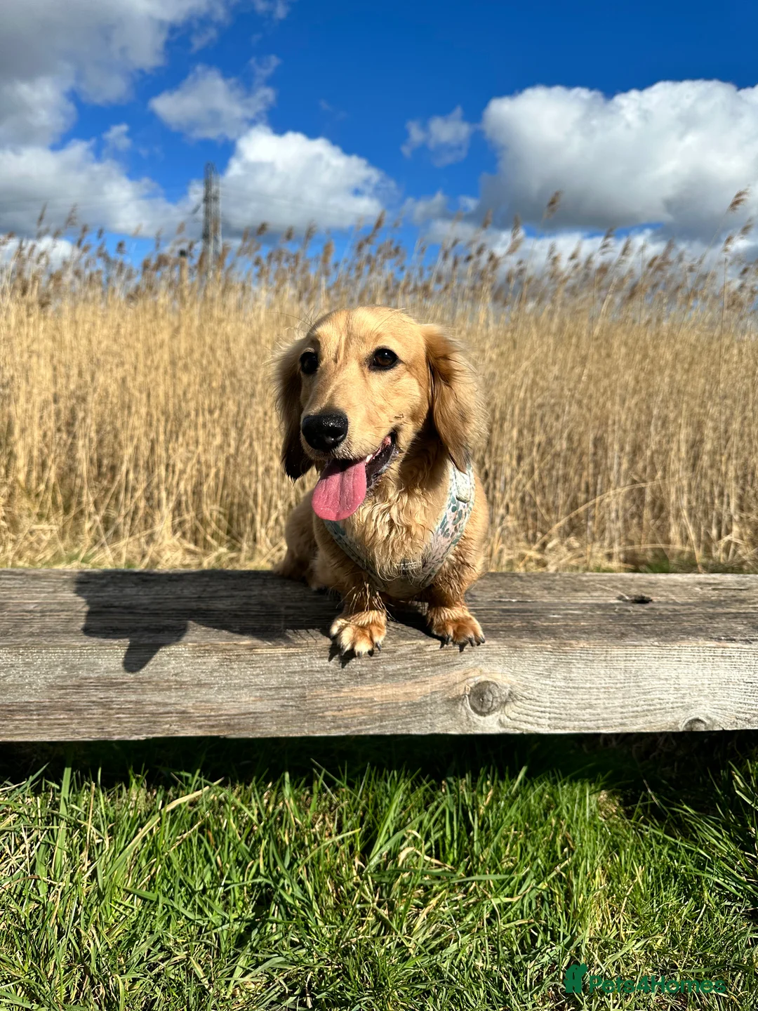 Miniature Dachshund dogs for stud: miniature longhaired dachshund for stud  - Advert 13