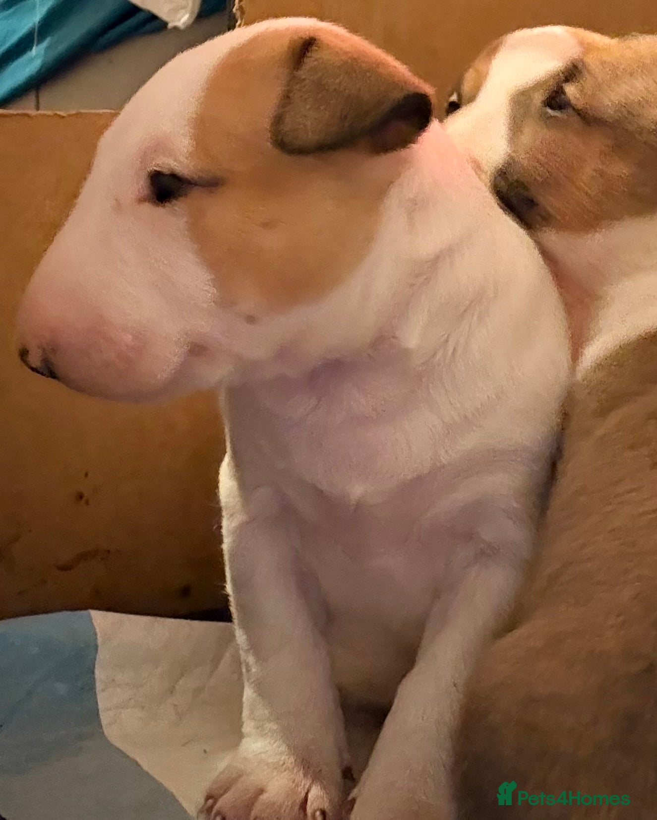 English Bull Terrier dogs Beautiful English bull terrier pups 5 girls  - Advert 7