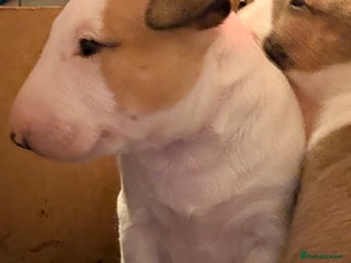 English Bull Terrier dogs Beautiful English bull terrier pups 5 girls - Advert 7