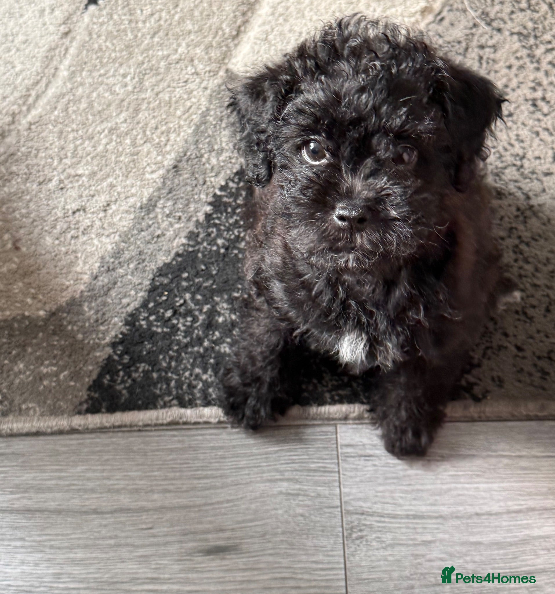 Maltipoo dogs LITTLE NACHO IS THE ONLY ONE LEFT  - Advert 1