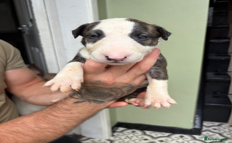 Bull Terrier dogs - Advert 1