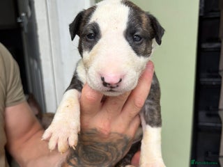 Bull Terrier dogs - Advert 2