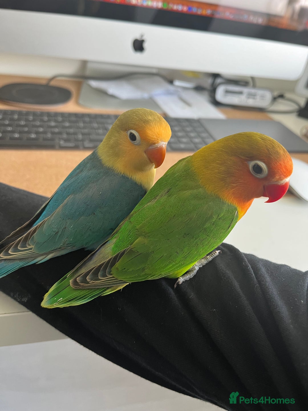 Lovebirds birds for sale: Lovebird pairs fishers & peach faced  - Image 2