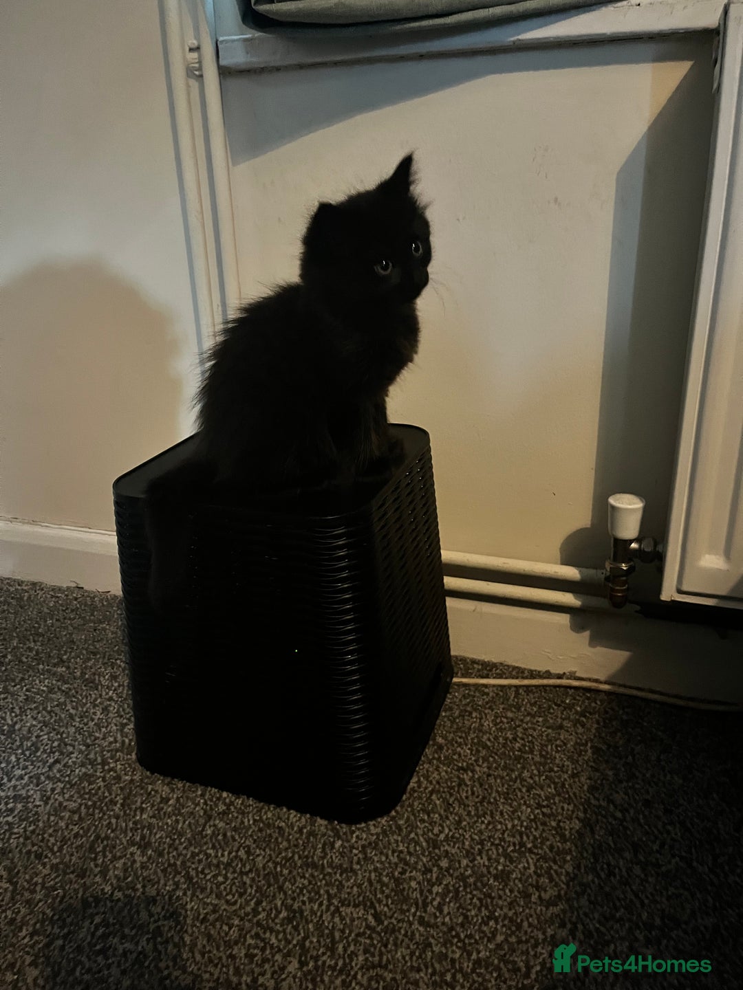 Mixed Breed cats for sale: 3 beautiful kitten looking for a loving new home   - Advert 7