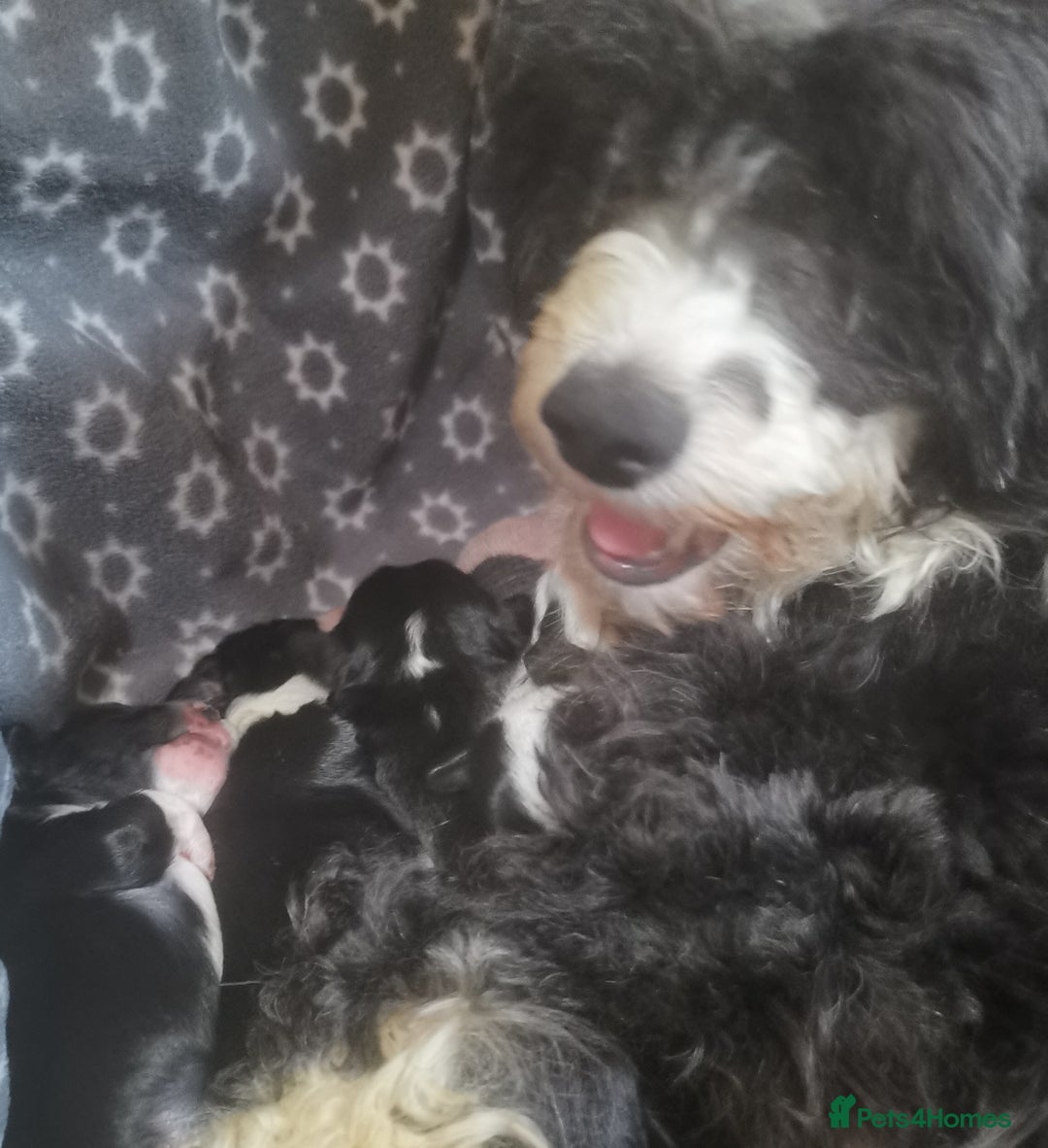 Chinese Crested dogs for sale: Chinese crested puppies for sale  - Advert 2