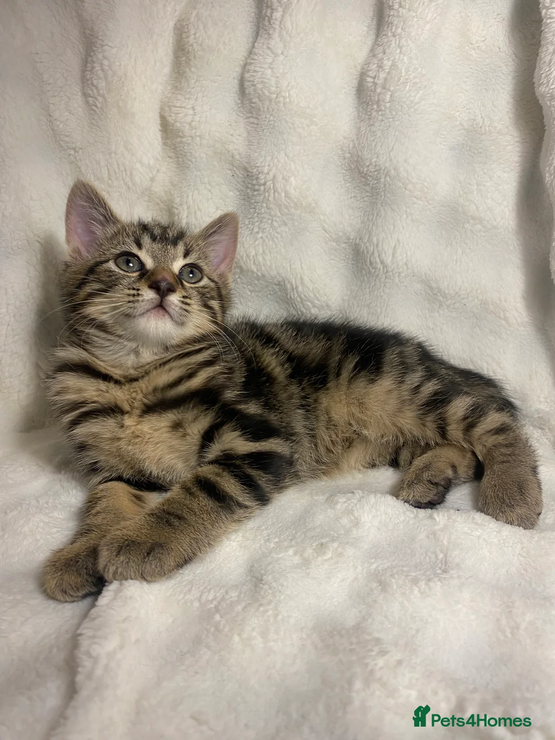 Mixed Breed cats for sale: 2 Adorable Kittens Awaiting Their Forever Home🏡 - Advert 5