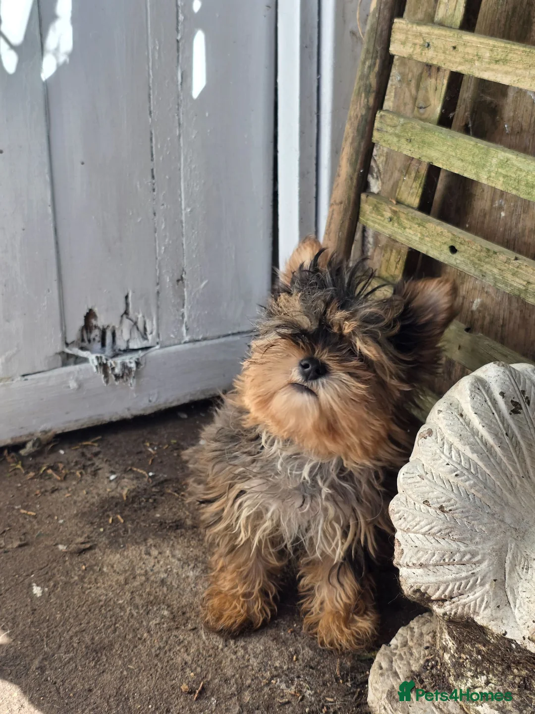 Yorkshire Terrier dogs for sale: One Fab Female Brewer Teacup Yorkie Ready Now! - Advert 1