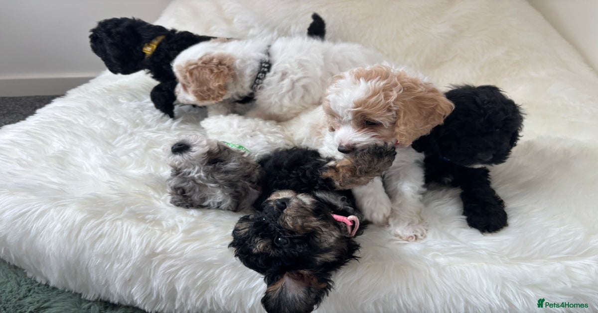 6 perfect Cavapoo puppies - Ready 18th June for sale in | Pets4Homes