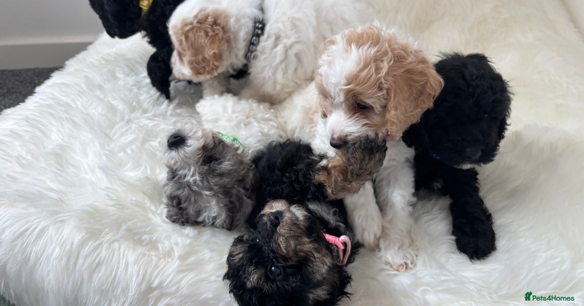 6 perfect Cavapoo puppies - Ready 18th June for sale in | Pets4Homes
