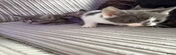 British Shorthair cats for sale: Beautiful kittens ready next week - Advert 16