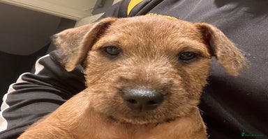 Lakeland Terrier dogs - Advert 1