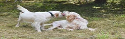 English Setter dogs for adoption: Parchi (Lucas) in Chesterfield - Advert 8