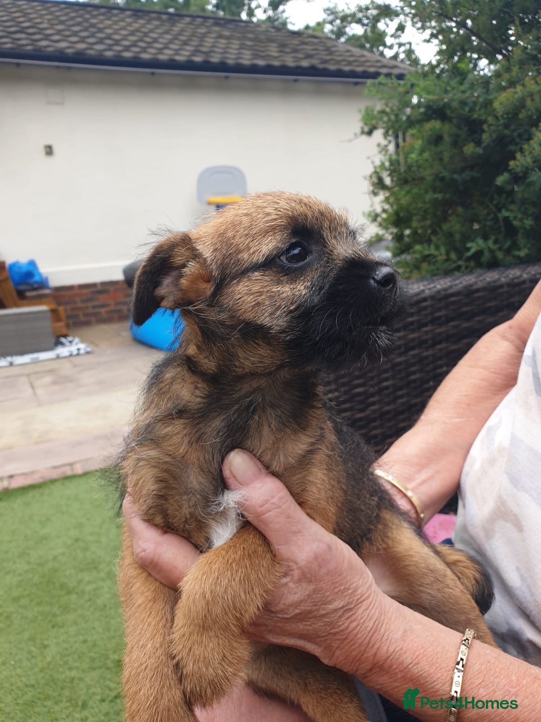 Border Terrier dogs for sale: 2 boys KC Border Terrier Pups SLEM CLEAR  - Image 5