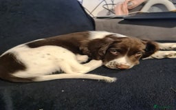 English Springer Spaniel dogs for sale: Marley - Image 1