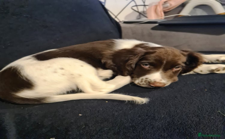 English Springer Spaniel dogs - Advert 14