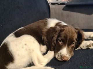 English Springer Spaniel dogs - Advert 1