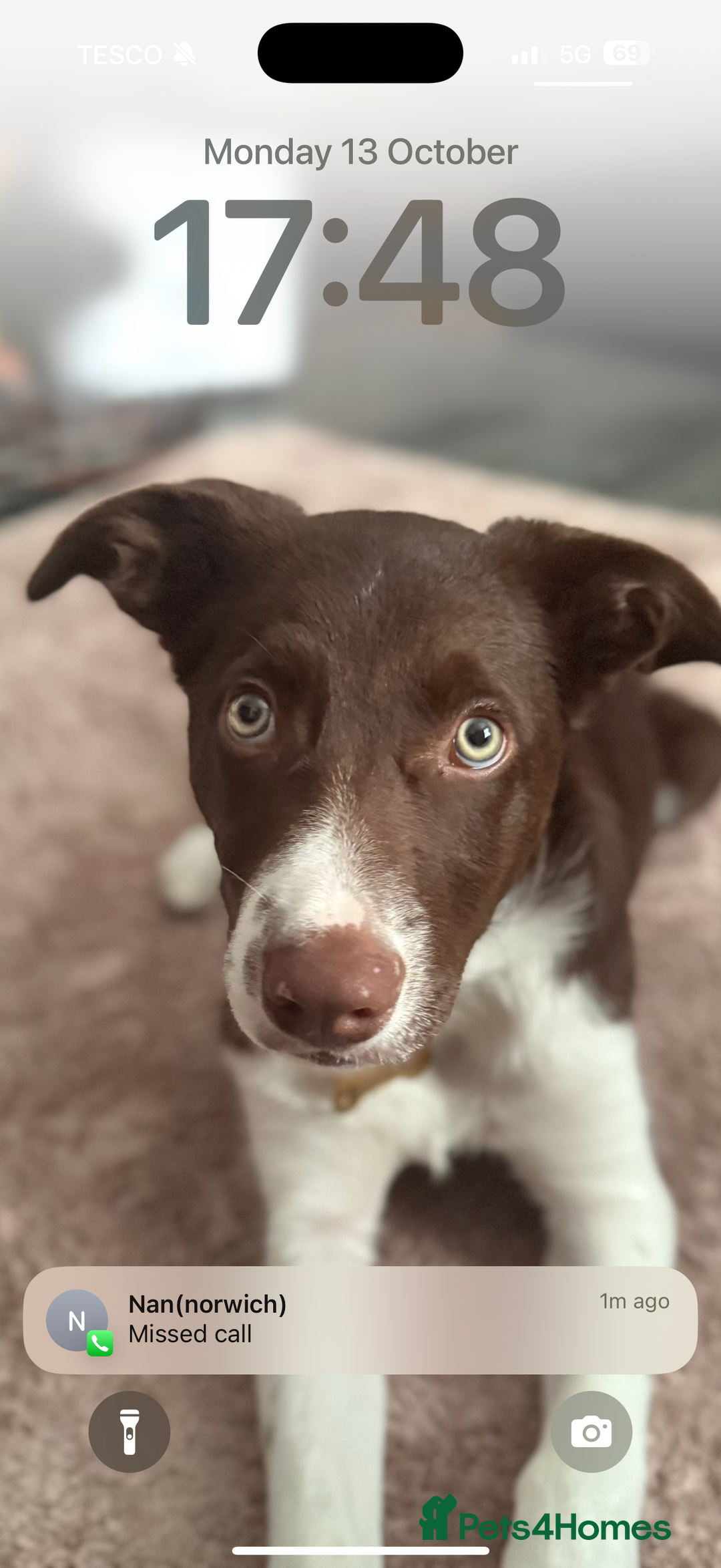 Border Collie dogs for sale: Rehoming my pup Ozzy  - Advert 3
