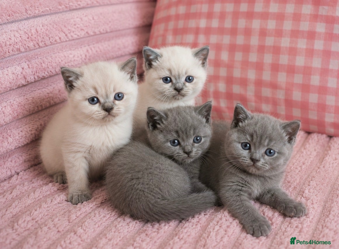 British Shorthair cats 4 Gorgeous bsh boys available 🤍 - Advert 11