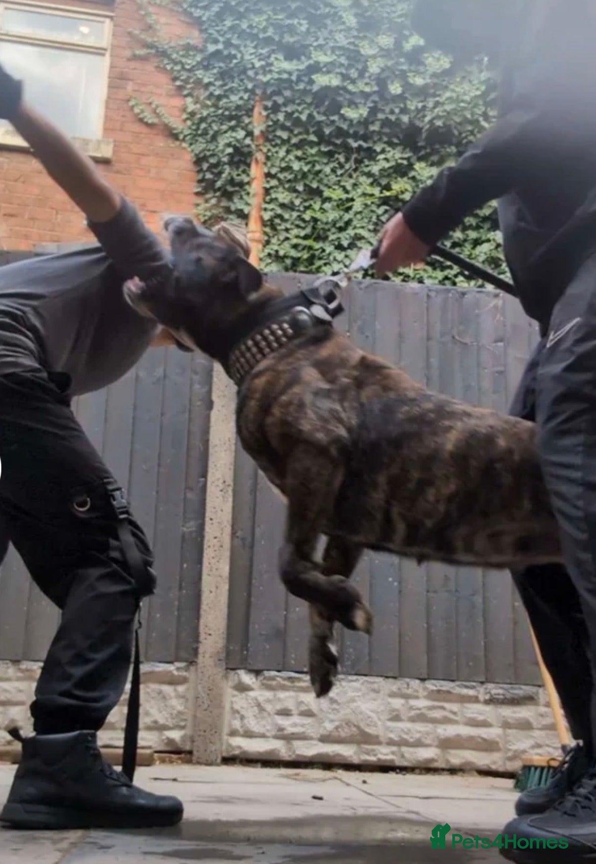 Presa Canario dogs elite!! Presa Canario puppies  - Advert 2