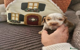 Cockapoo dogs for sale: Female cockerpoos  - Advert 8