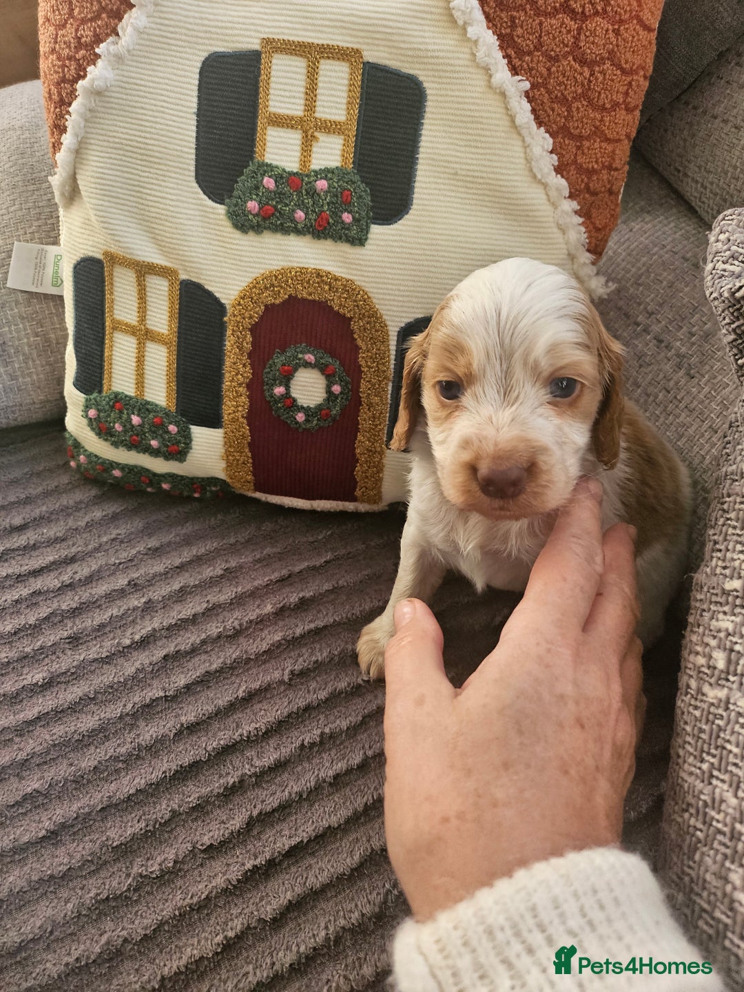 Cockapoo dogs for sale: Female cockerpoos  - Advert 8