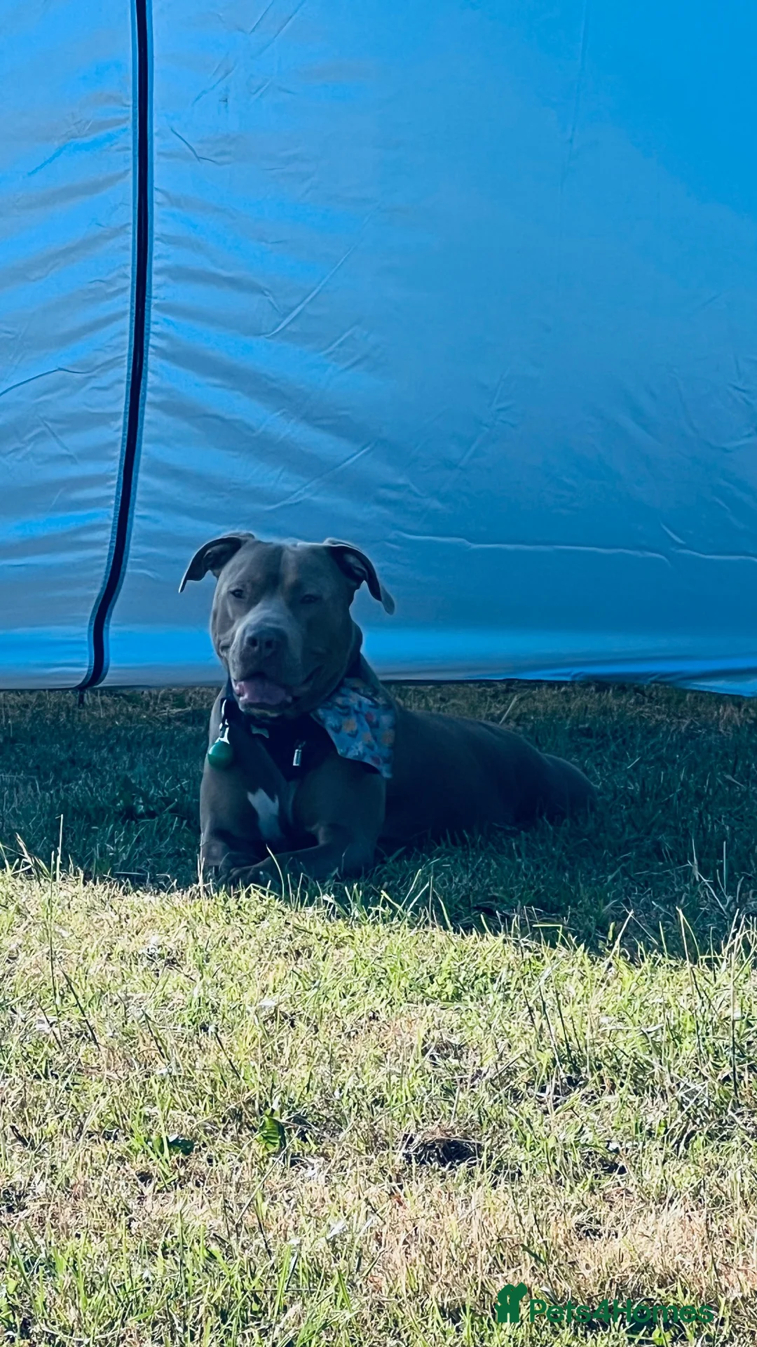American Bully dogs for sale:     15 PUPPIES?! YES, YOU READ THAT RIGHT!  - Advert 2