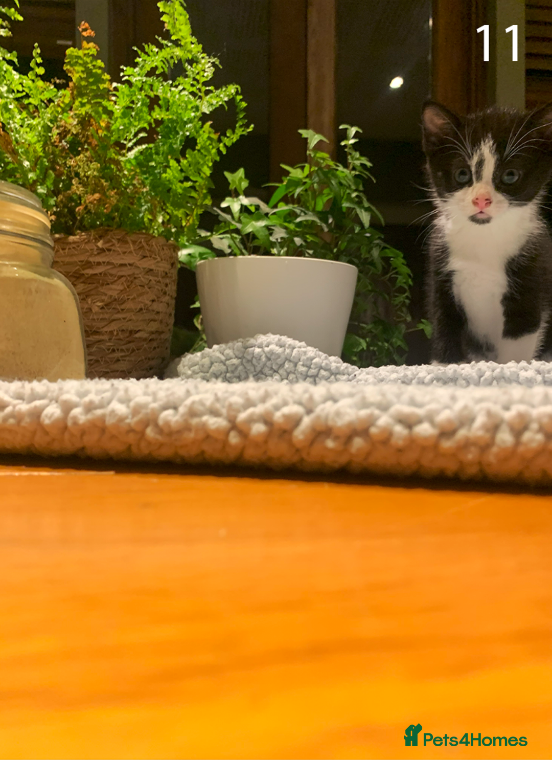 Mixed Breed cats for sale: KITTENS! Batch of cuties for sale in Basinsgtoke - Image 17