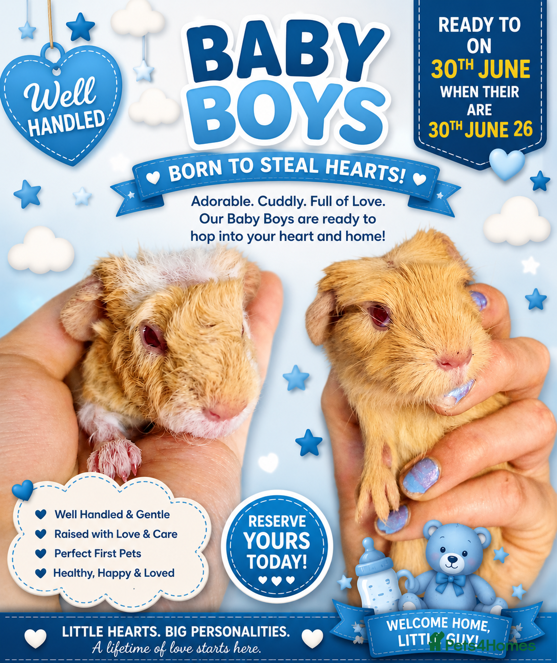 Guinea Pig rodents for sale: Two bond boys ready to go 30thjune 26 - Advert 6