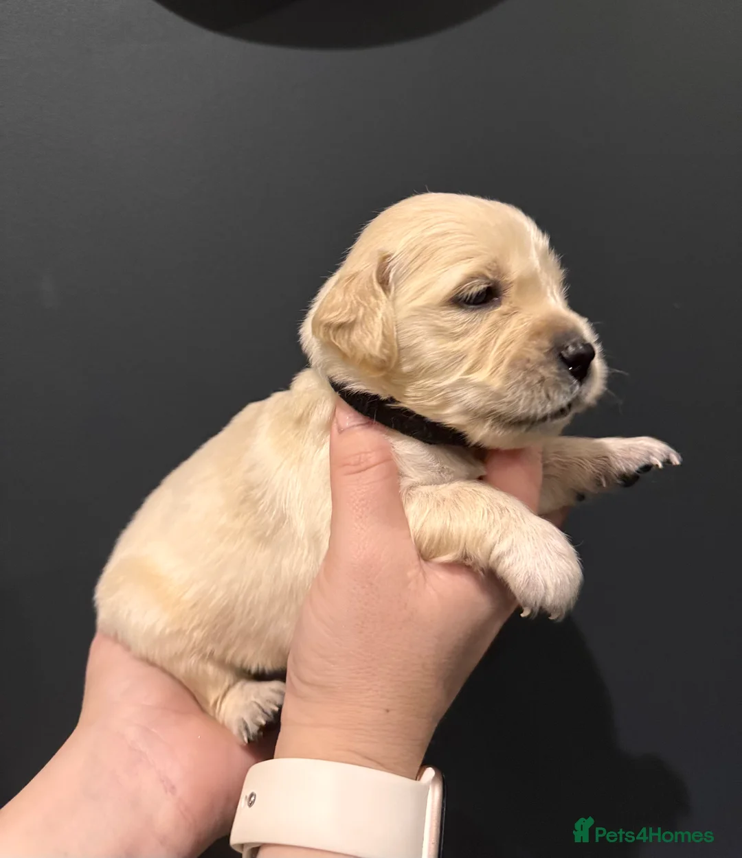 Golden Retriever dogs for sale: KC Champion Line Golden Retriever puppies💗💙 - Advert 5