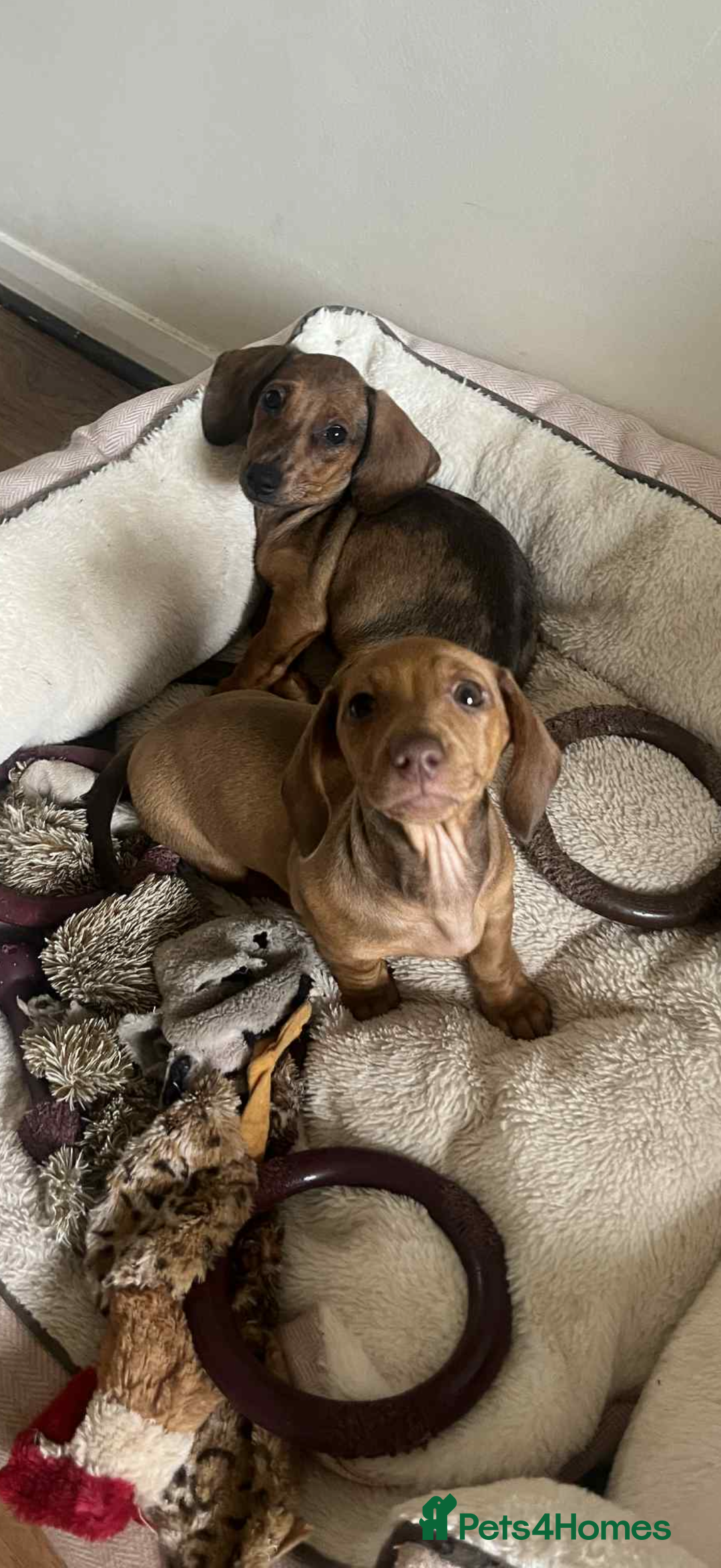 Miniature Dachshund dogs for sale: Miniature dachshund puppy - Image 2