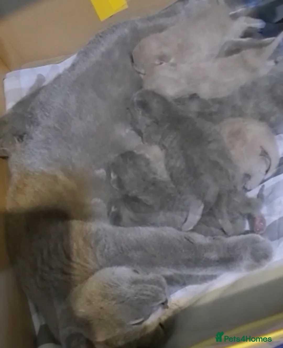 British Shorthair cats for stud: 🐈‍⬛ GIZZY THE STUD 🐈‍⬛ GCCF AND TICA REGISTERED  in Solihull - Advert 27