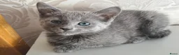 Russian Blue cats for sale: Beautiful Russian Blue Girl – 14 Weeks - Advert 1