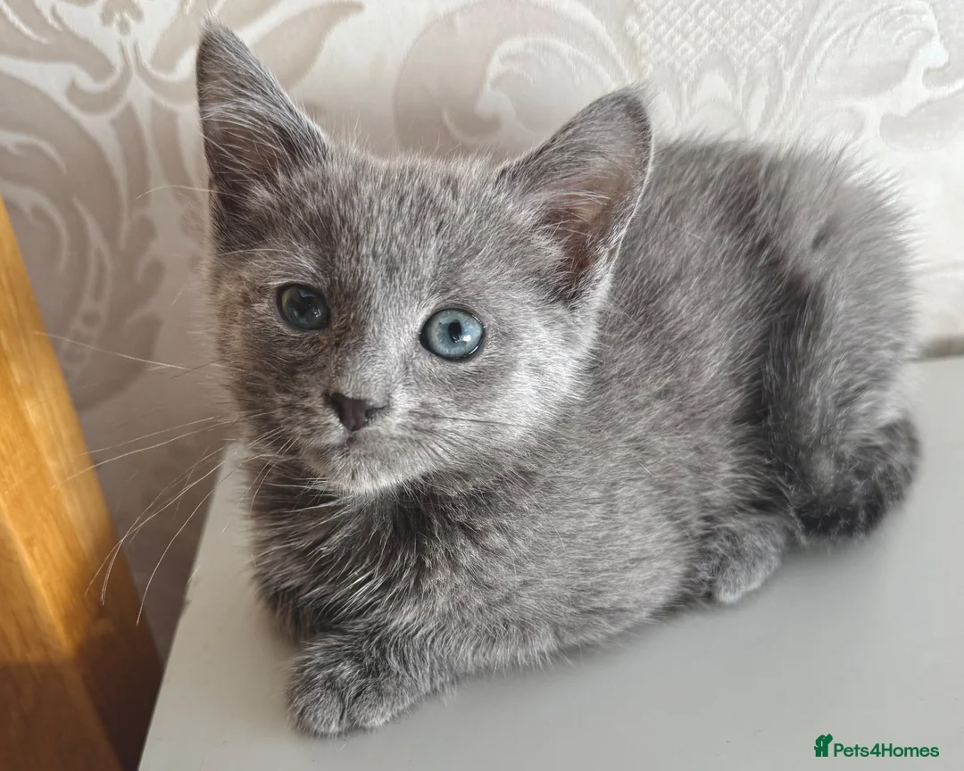 Russian Blue cats for sale: Beautiful Russian Blue Girl – 14 Weeks - Advert 1