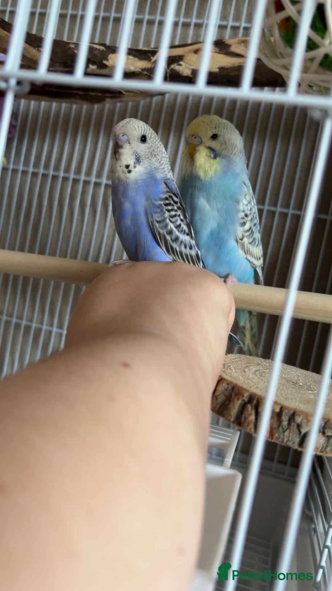 Parakeets birds for sale: 2 parakeets  in Swansea - Advert 1