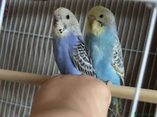 Parakeets birds 2 parakeets - Advert 1