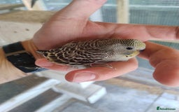 Budgerigars birds for sale: Young budgies, easily tamed - Image 8