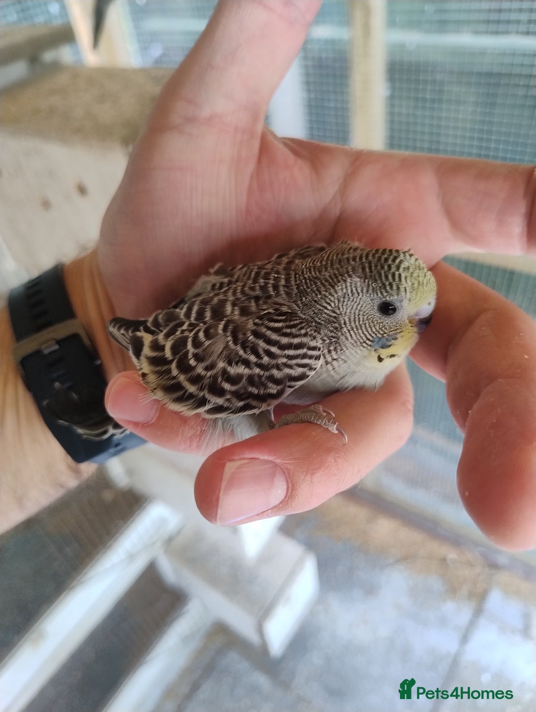 Budgerigars birds for sale: Young budgies, easily tamed - Image 8