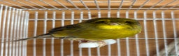 Canaries birds for sale: Lot of stunning canary’s  - Advert 10