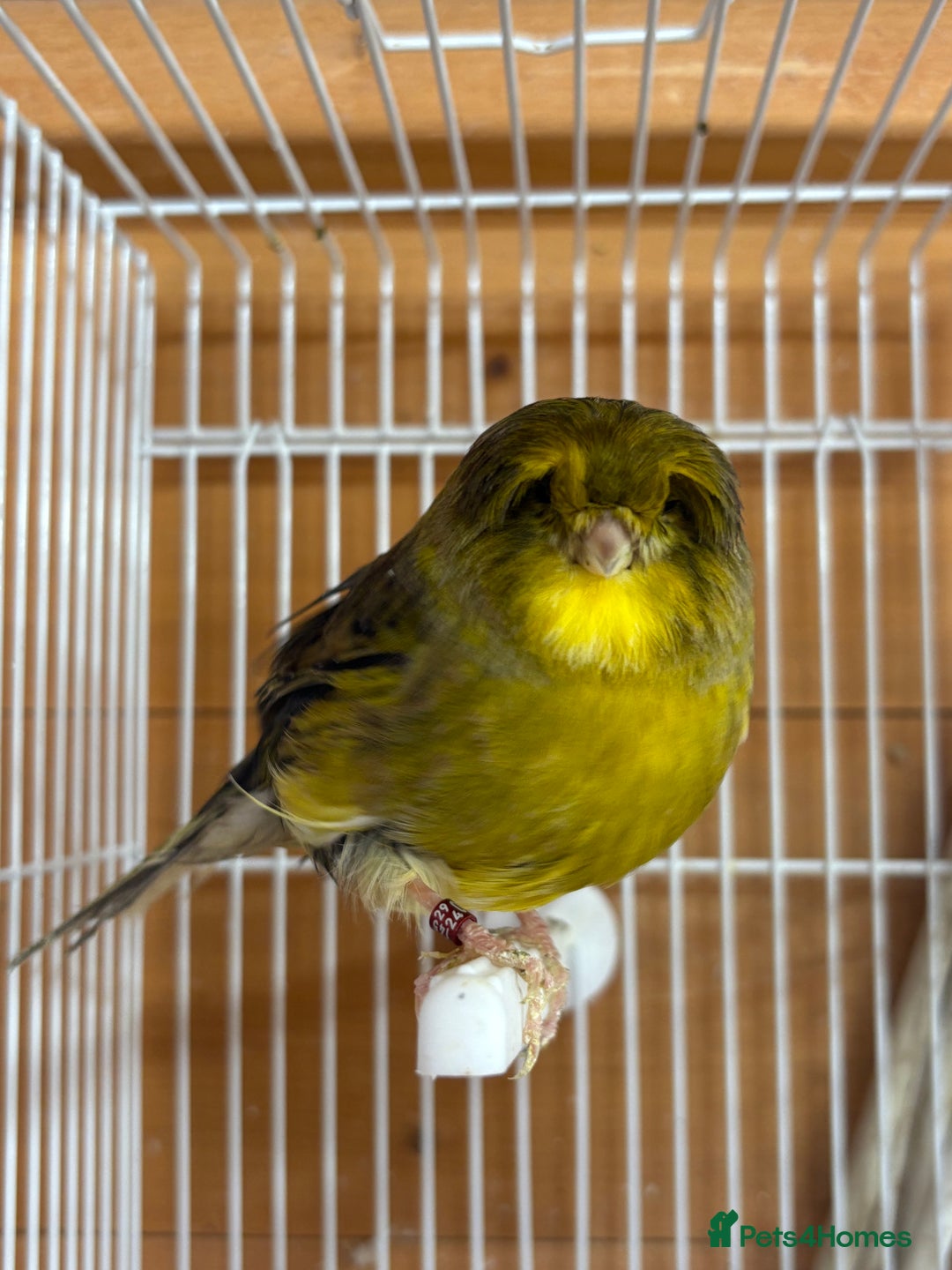 Canaries birds for sale: Lot of stunning canary’s  - Advert 10