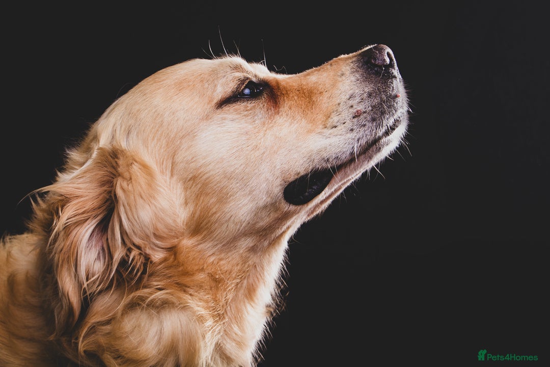 Goldador dogs for sale: Goldador puppies, Labrador x Golden Retiever  - Image 16