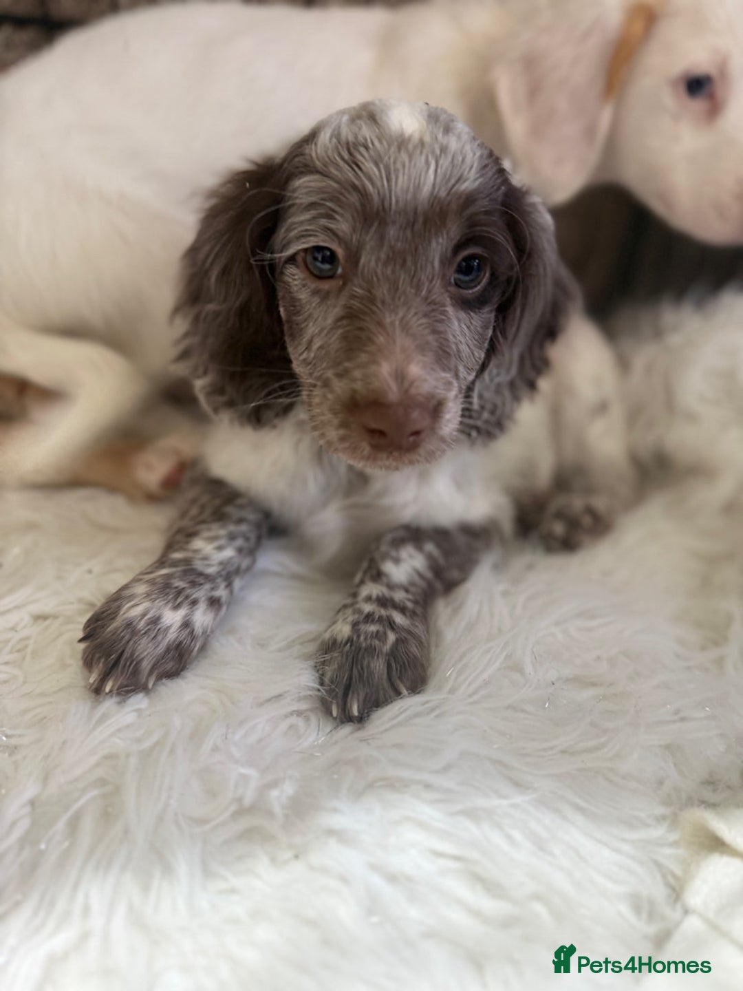 Cockapoo dogs for sale: F1b Cockapoo puppies - Advert 8