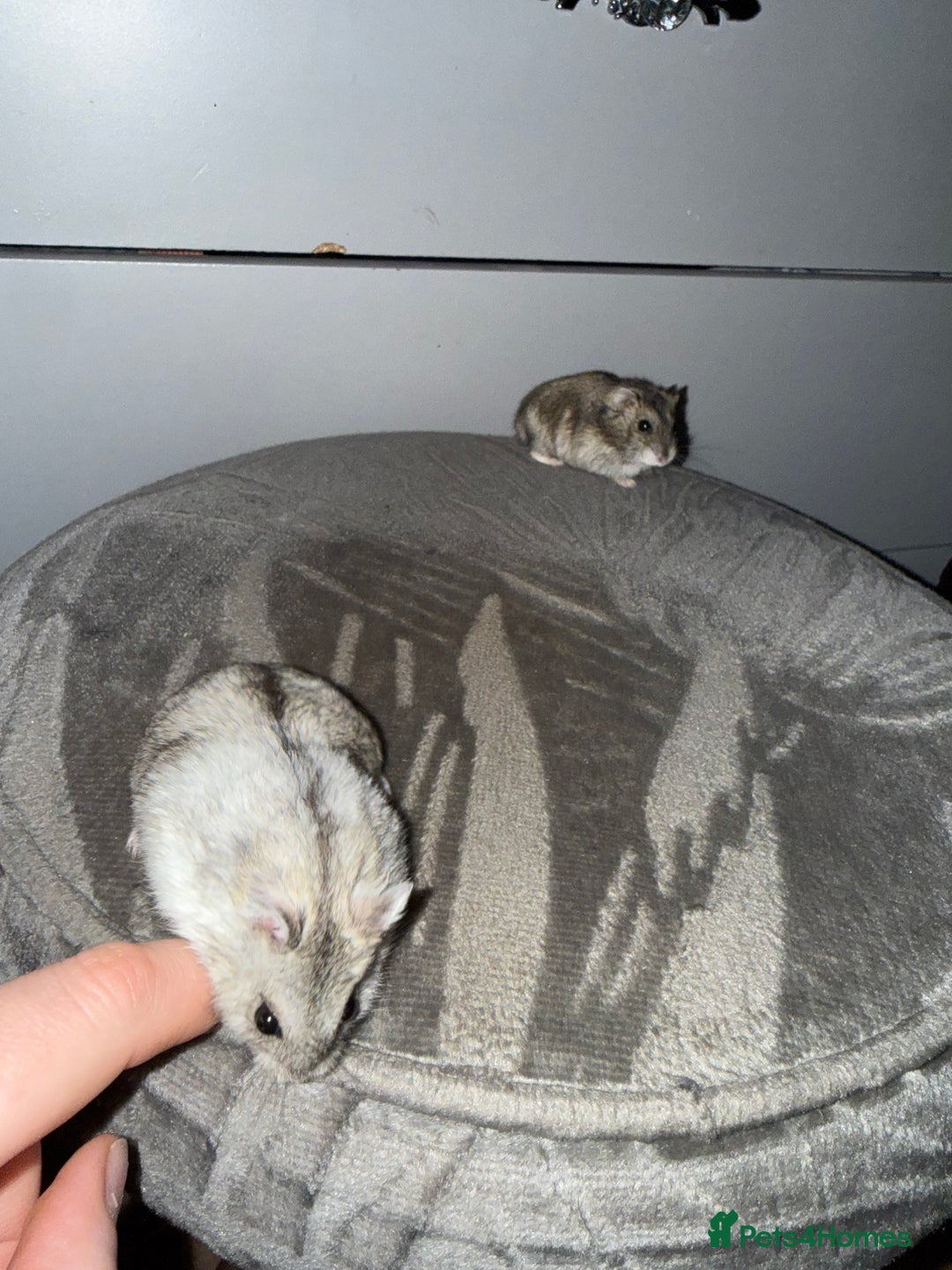 Hamster rodents for sale: 🐹Sweet baby hamsters-two girls left!🐾🩷 - Advert 3