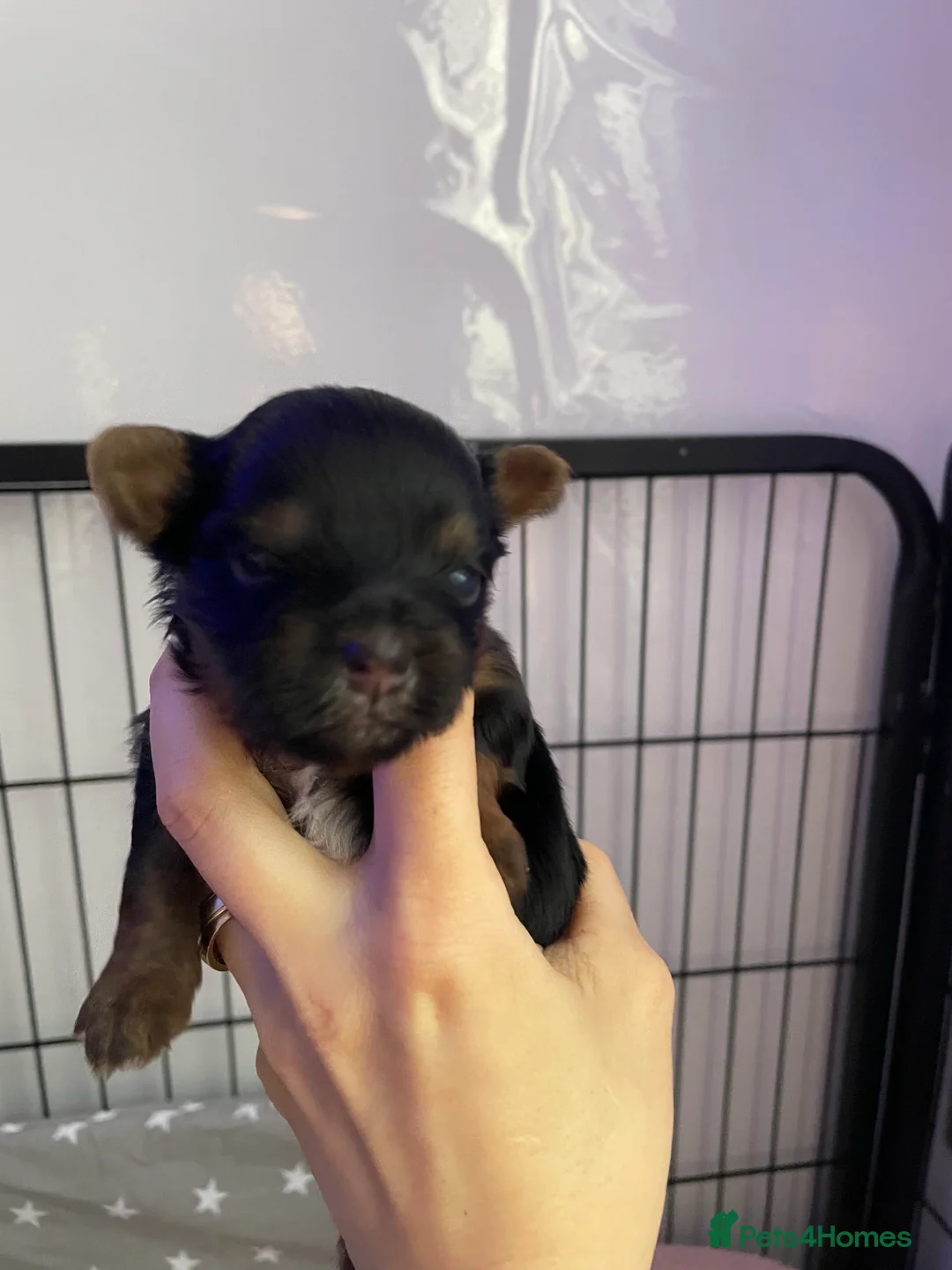 Yorkshire Terrier dogs for sale: pure breed yorkshire terrier  - Advert 13