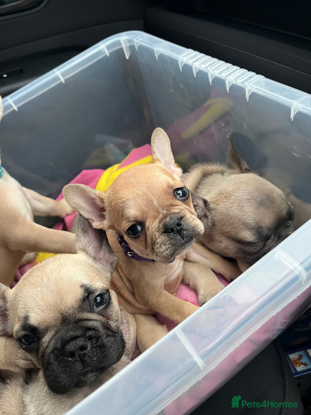 French Bulldog dogs for sale: French bulldog puppies - Advert 13