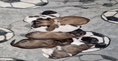 Lhasa Apso dogs Lhasa apso puppies  - Advert 2