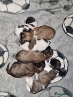 Lhasa Apso dogs Lhasa apso puppies - Advert 2