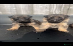 German Shepherd dogs for sale: Beautiful chunky German shepherd puppies  - Image 2