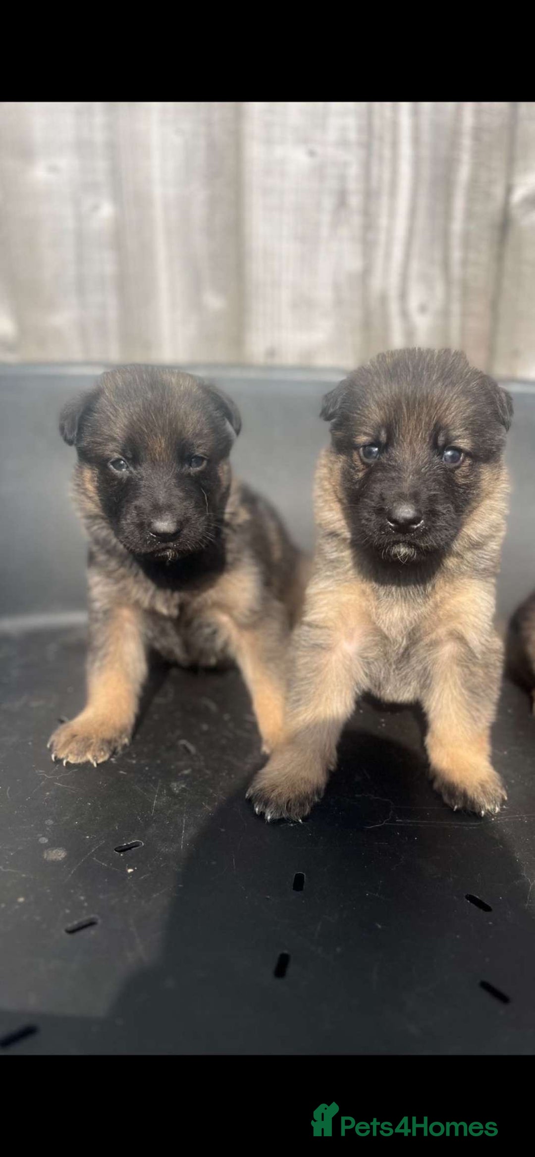 German Shepherd dogs for sale: Beautiful chunky German shepherd puppies  - Image 2